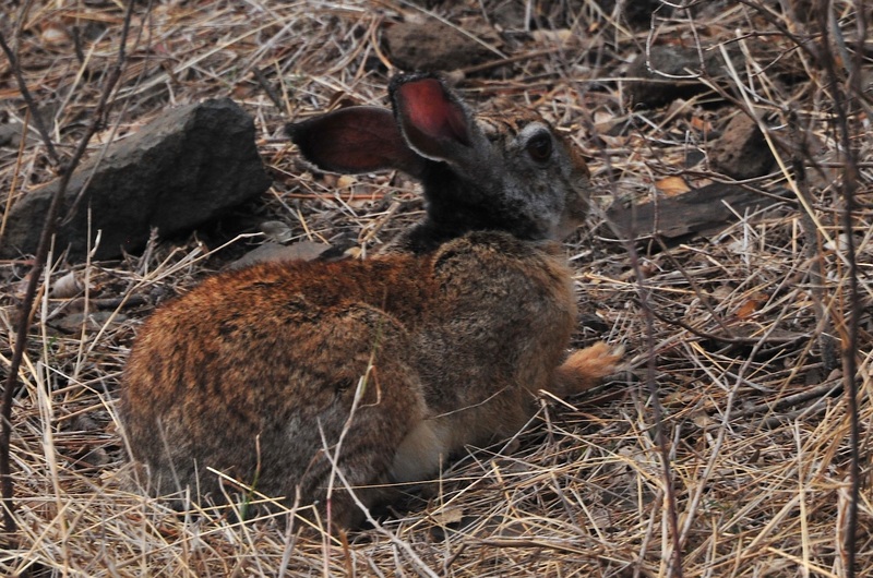 Indian hare, black-naped hare (Lepus nigricollis); DISPLAY FULL IMAGE.