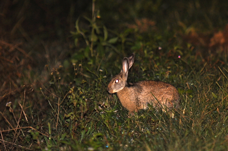 Indian hare, black-naped hare (Lepus nigricollis); DISPLAY FULL IMAGE.