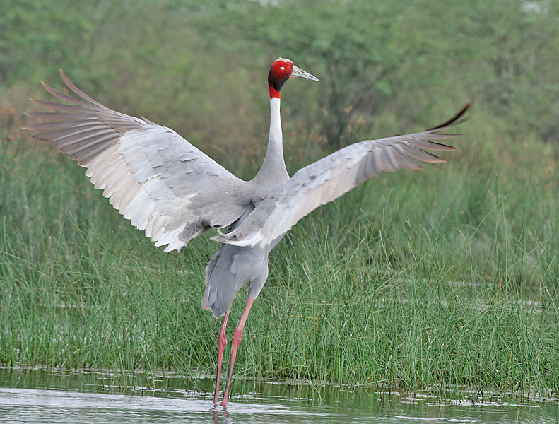 sarus crane (Antigone antigone); DISPLAY FULL IMAGE.