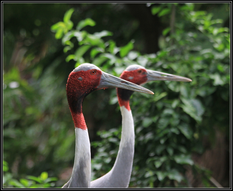 sarus crane (Antigone antigone); DISPLAY FULL IMAGE.