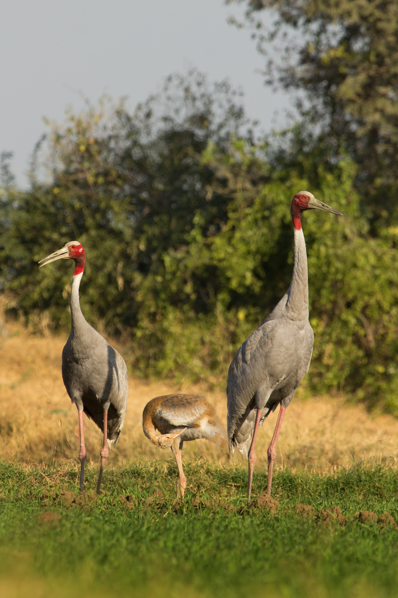 sarus crane (Antigone antigone); DISPLAY FULL IMAGE.