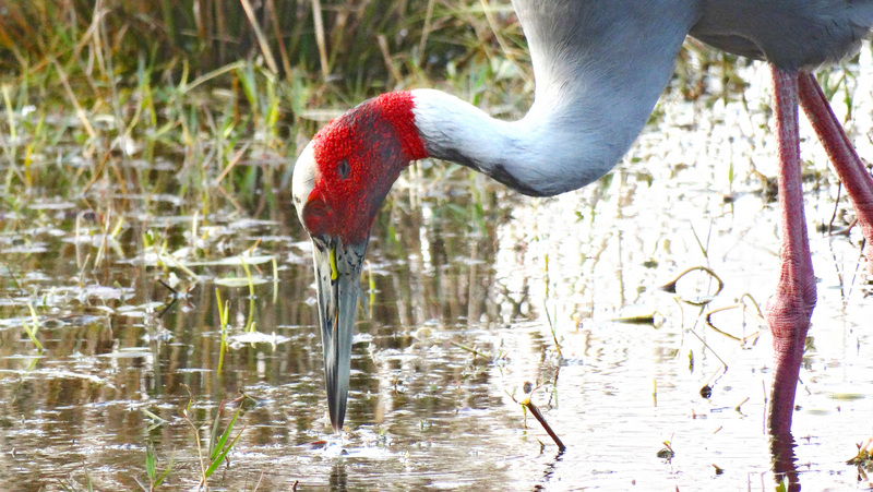 sarus crane (Antigone antigone); DISPLAY FULL IMAGE.