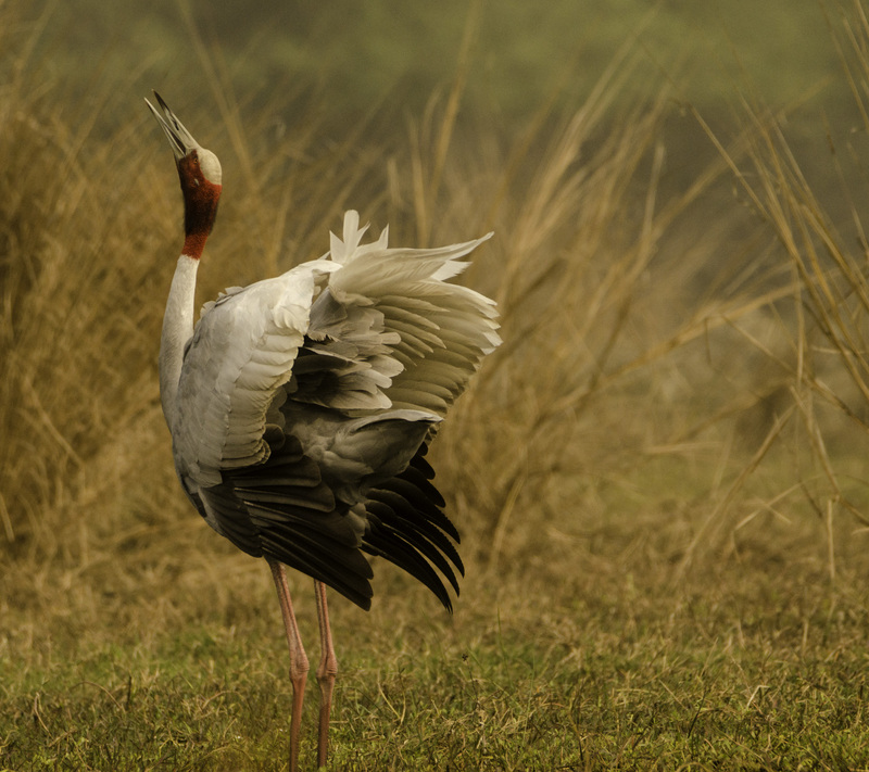 sarus crane (Antigone antigone); DISPLAY FULL IMAGE.