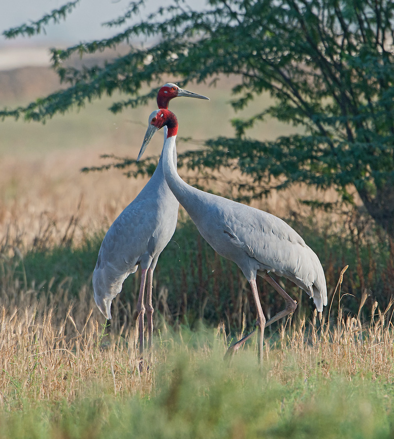 sarus crane (Antigone antigone); DISPLAY FULL IMAGE.