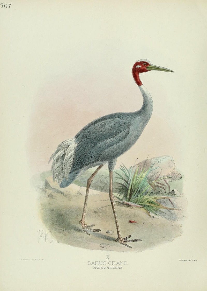 sarus crane (Antigone antigone); DISPLAY FULL IMAGE.
