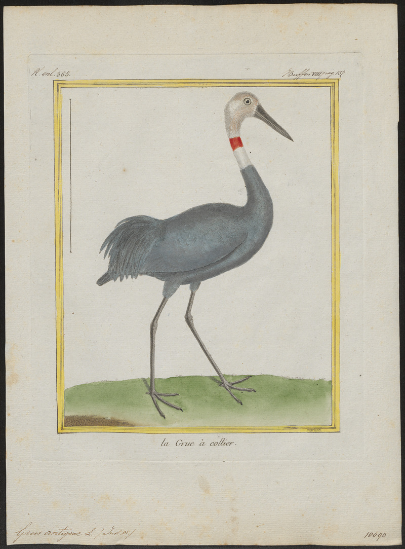 sarus crane (Antigone antigone); DISPLAY FULL IMAGE.