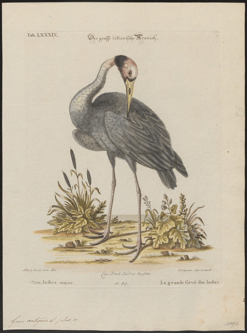 sarus crane (Antigone antigone); DISPLAY FULL IMAGE.