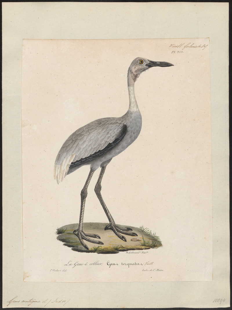sarus crane (Antigone antigone); DISPLAY FULL IMAGE.