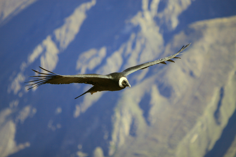 Andean condor (Vultur gryphus); DISPLAY FULL IMAGE.