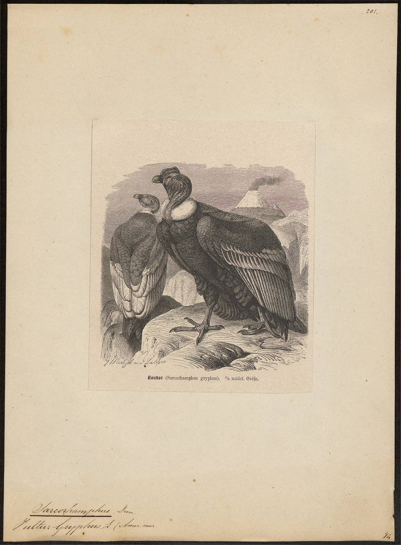 Andean condor (Vultur gryphus); DISPLAY FULL IMAGE.