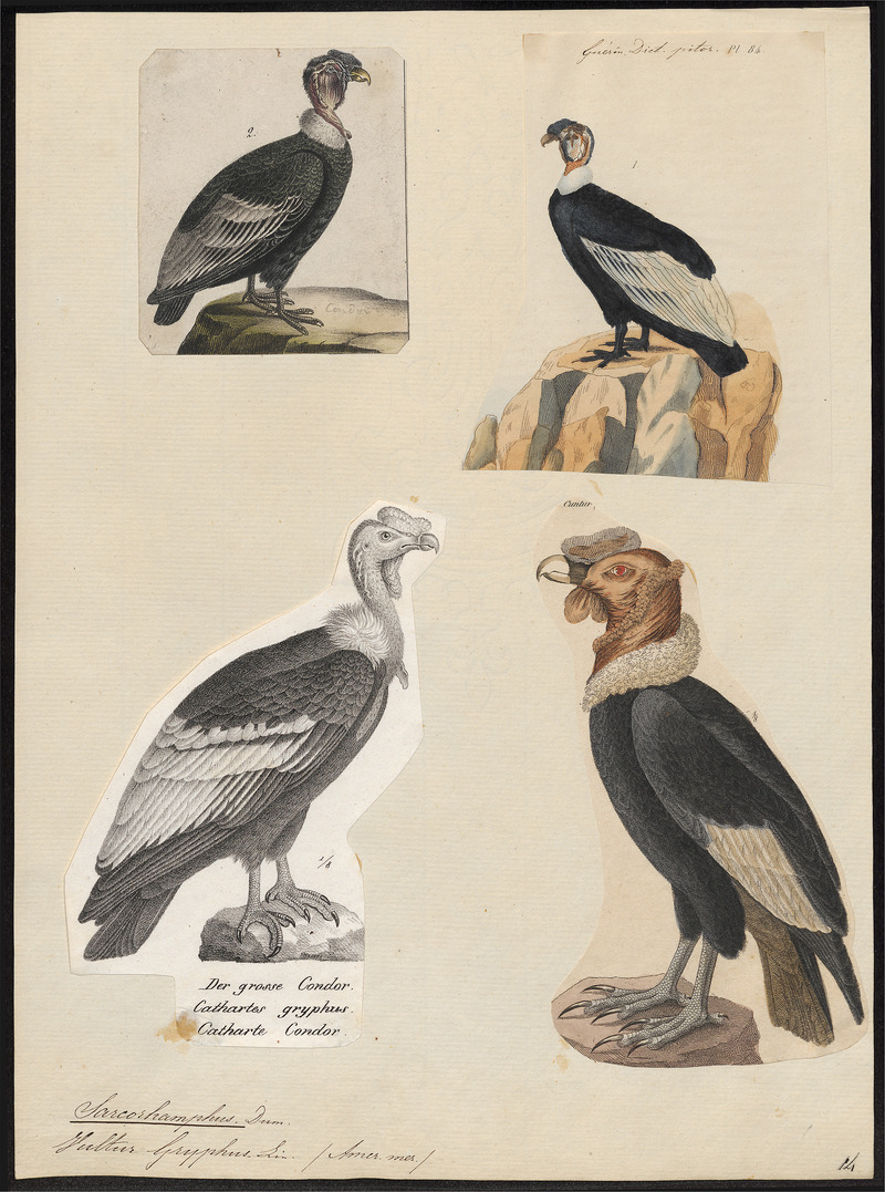 Andean condor (Vultur gryphus); DISPLAY FULL IMAGE.