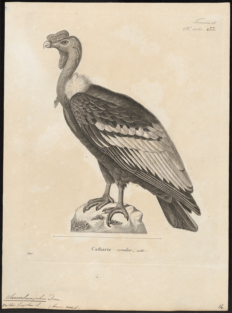 Andean condor (Vultur gryphus); DISPLAY FULL IMAGE.