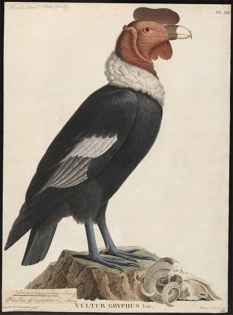 Andean condor (Vultur gryphus); DISPLAY FULL IMAGE.