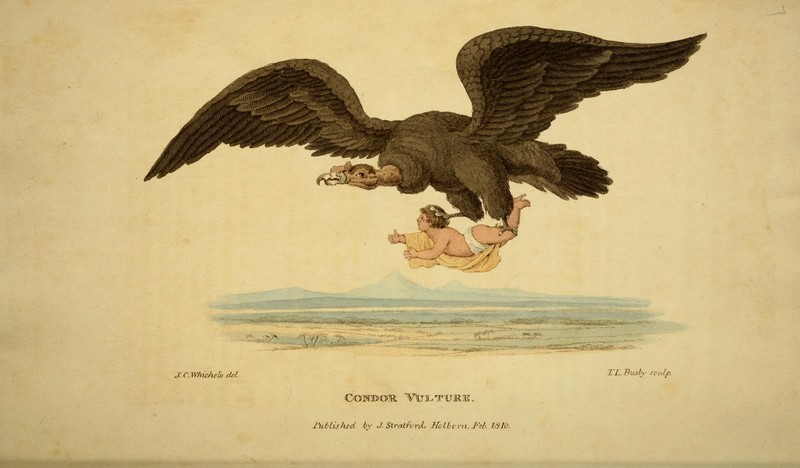 Andean condor (Vultur gryphus); DISPLAY FULL IMAGE.