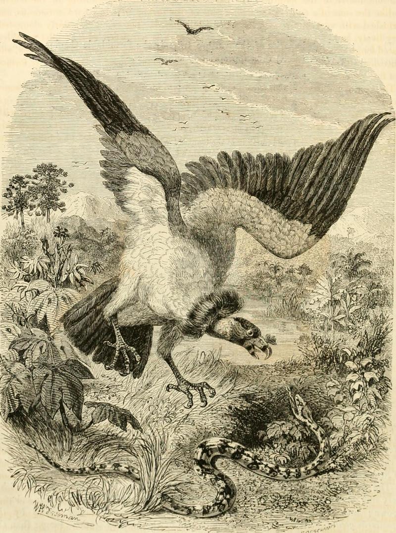 Andean condor (Vultur gryphus); DISPLAY FULL IMAGE.