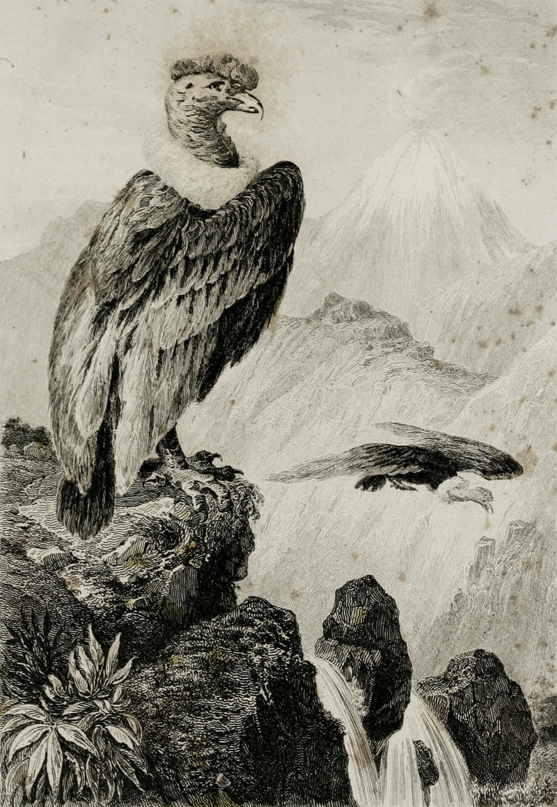 Andean condor (Vultur gryphus); DISPLAY FULL IMAGE.