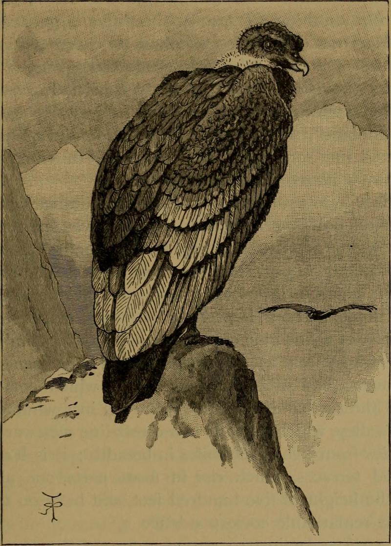 Andean condor (Vultur gryphus); DISPLAY FULL IMAGE.