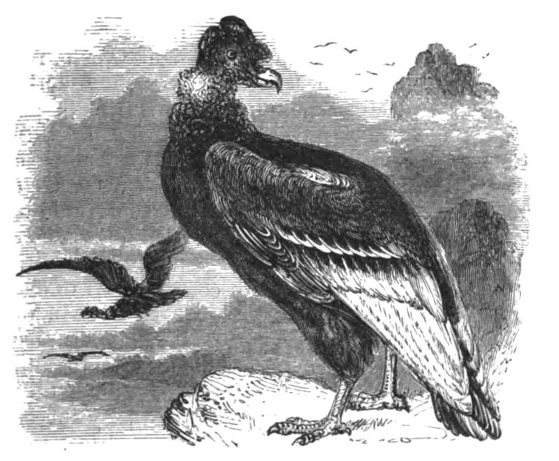 Andean condor (Vultur gryphus); DISPLAY FULL IMAGE.