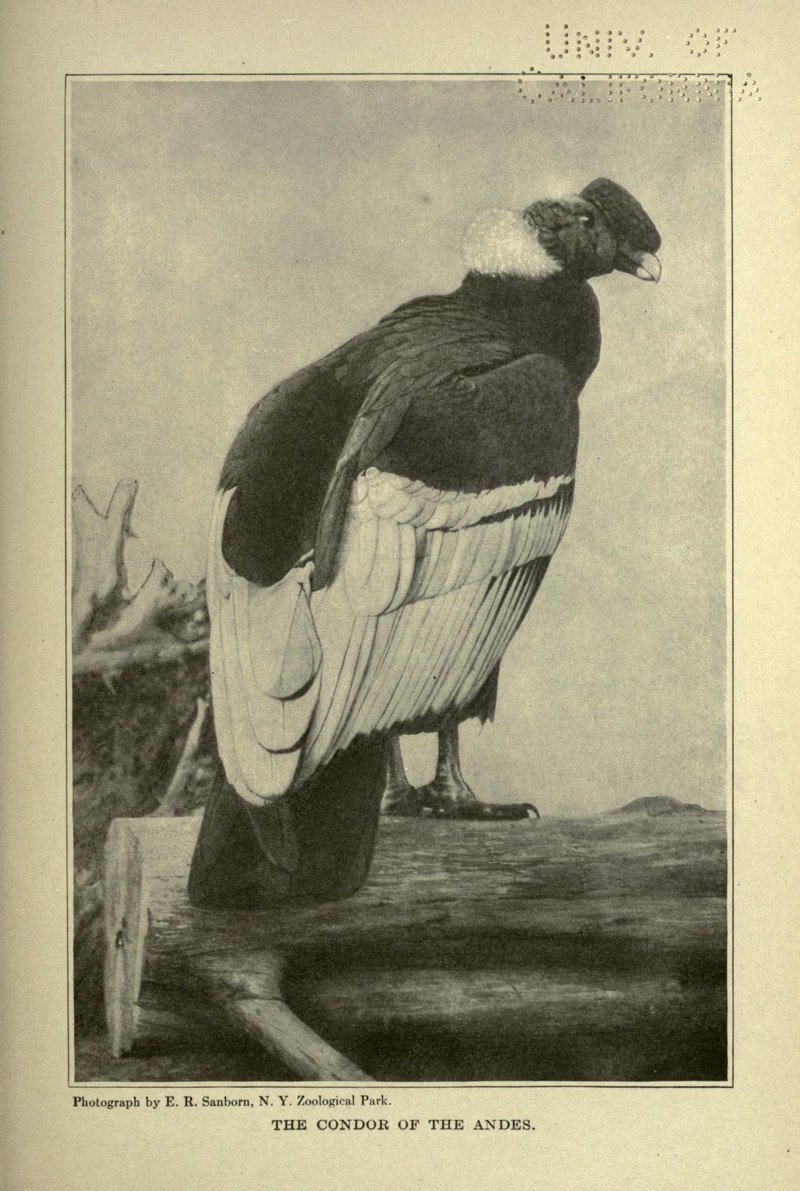 Andean condor (Vultur gryphus); DISPLAY FULL IMAGE.