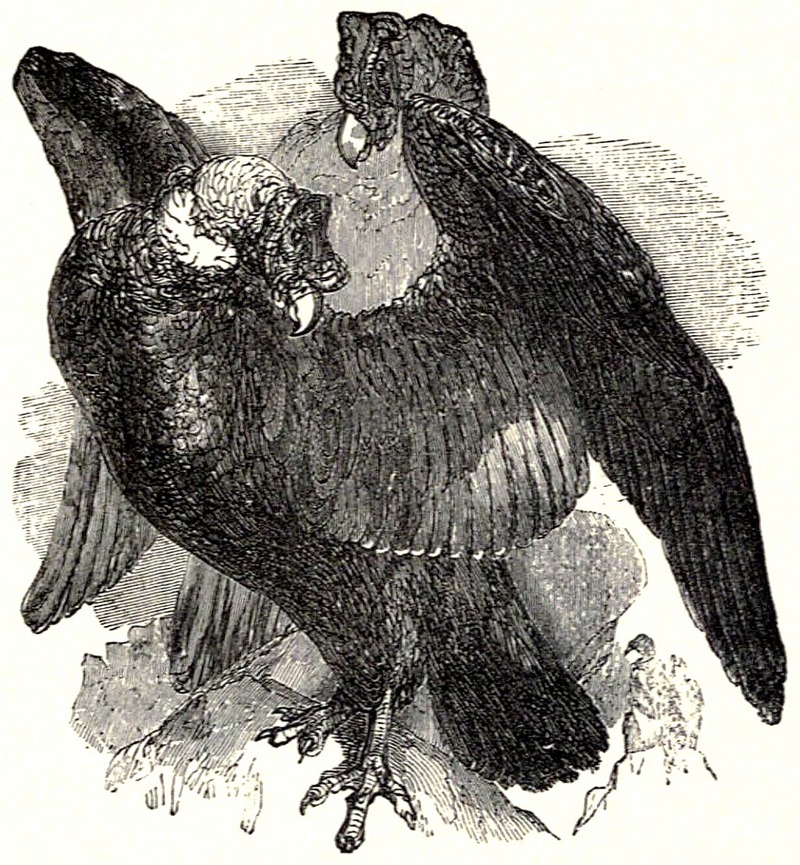 Andean condor (Vultur gryphus); DISPLAY FULL IMAGE.