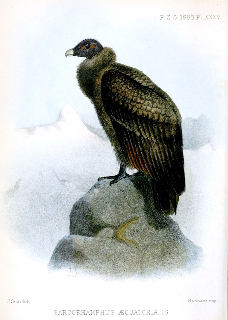 Andean condor (Vultur gryphus); DISPLAY FULL IMAGE.