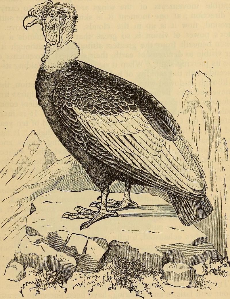 Andean condor (Vultur gryphus); DISPLAY FULL IMAGE.