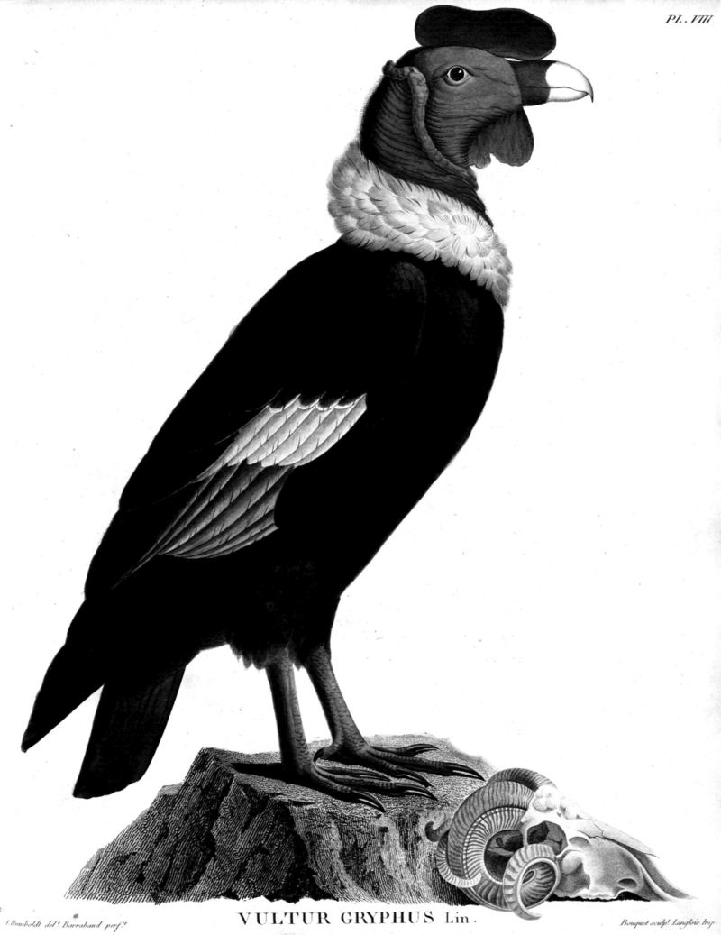 Andean condor (Vultur gryphus); DISPLAY FULL IMAGE.