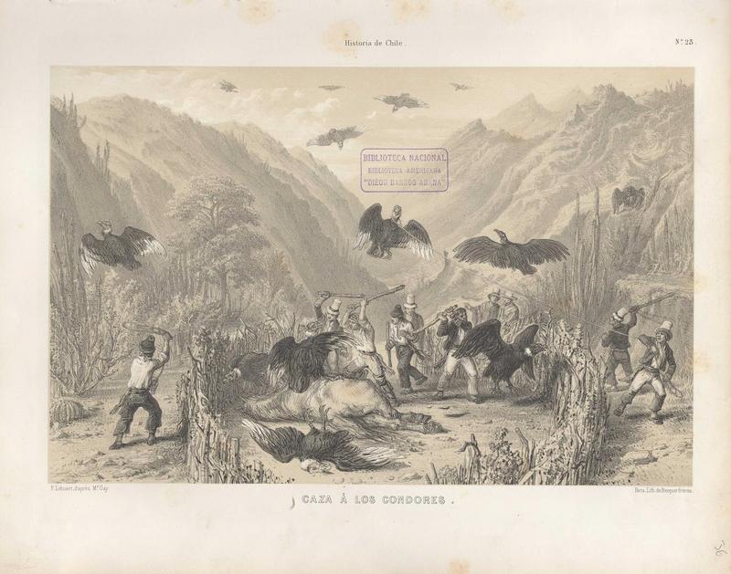 Andean condor (Vultur gryphus); DISPLAY FULL IMAGE.