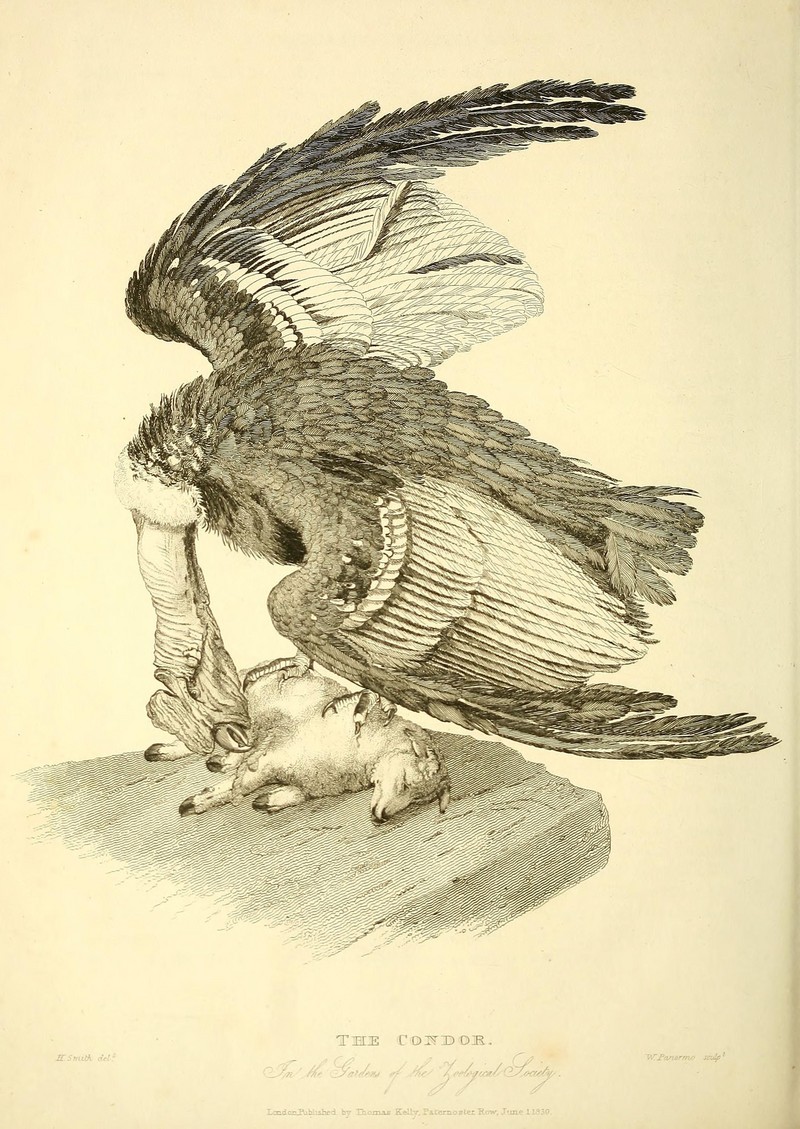 Andean condor (Vultur gryphus); DISPLAY FULL IMAGE.