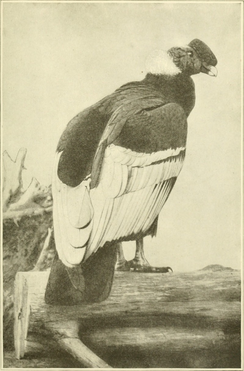 Andean condor (Vultur gryphus); DISPLAY FULL IMAGE.