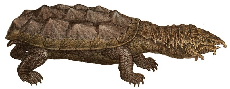 mata-mata, matamata (Chelus fimbriata); DISPLAY FULL IMAGE.