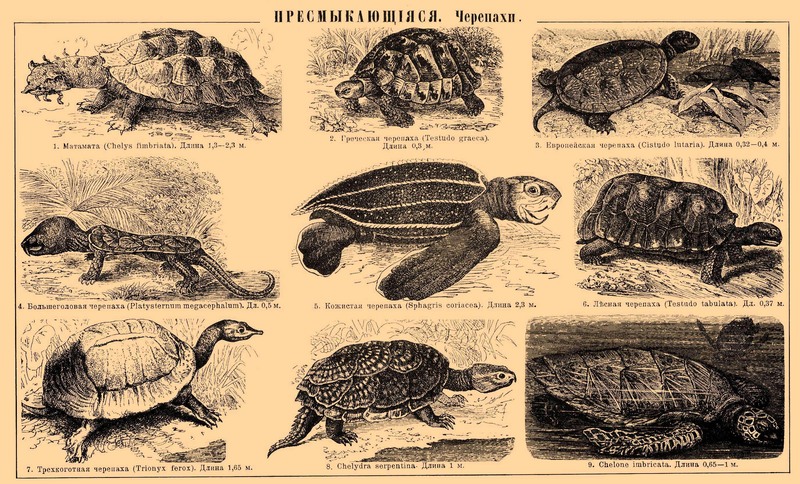 matamata (Chelus fimbriata), spur-thighed tortoise (Testudo graeca), European pond turtle (Emys orbicularis), big-headed turtle (Platysternon megacephalum), leatherback sea turtle (Dermochelys coriacea), yellow-footed tortoise (Chelonoidis denticulata), Florida softshell turtle (Apalone ferox), common snapping turtle (Chelydra serpentina), hawksbill sea turtle (Eretmochelys imbricata); DISPLAY FULL IMAGE.