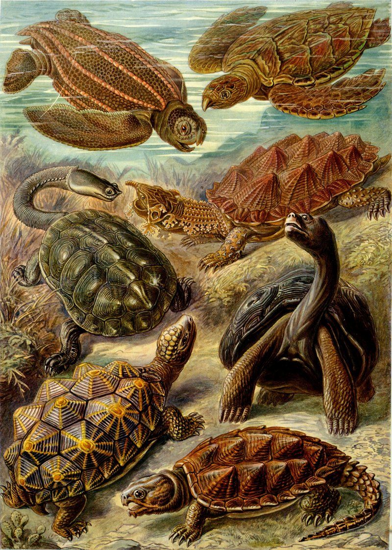 leatherback sea turtle (Dermochelys coriacea), hawksbill sea turtle (Eretmochelys imbricata), Argentine snake-necked turtle (Hydromedusa tectifera), matamata (Chelus fimbriata), geometric tortoise (Psammobates geometricus), Aldabra giant tortoise (Aldabrachelys gigantea), common snapping turtle (Chelydra serpentina); DISPLAY FULL IMAGE.