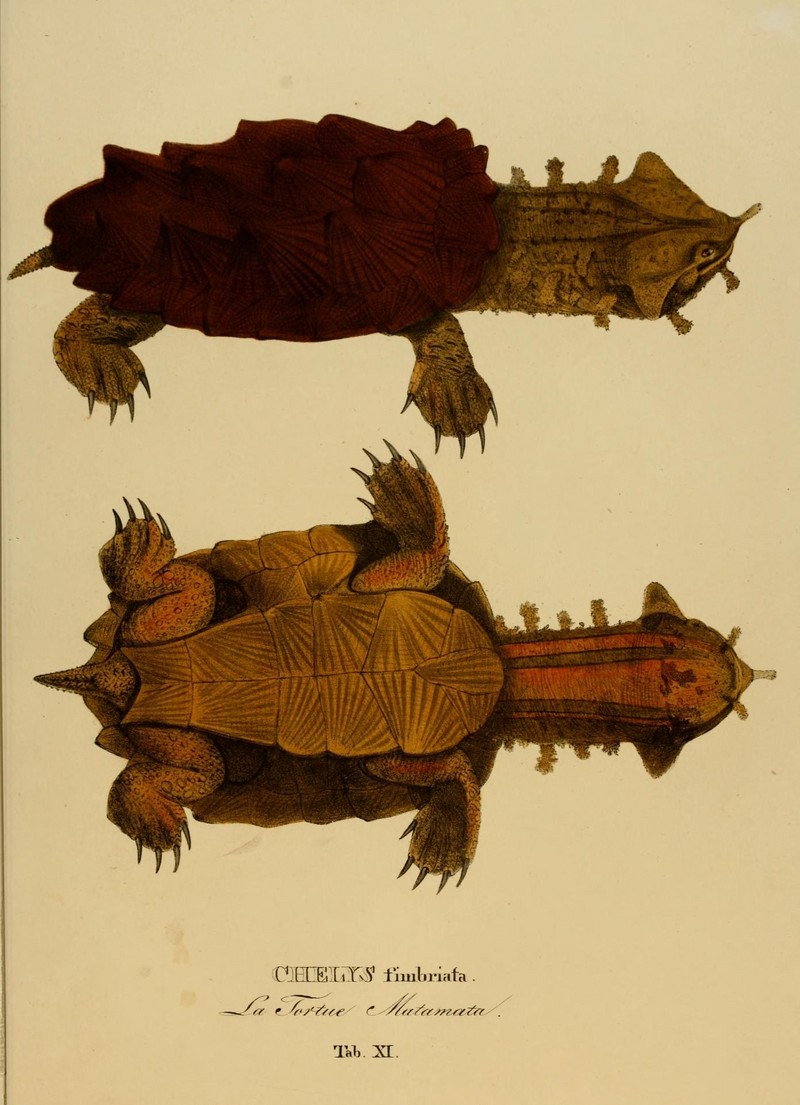 mata-mata, matamata (Chelus fimbriata); DISPLAY FULL IMAGE.