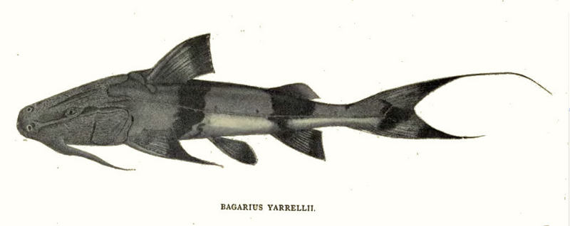 giant devil catfish, goonch catfish (Bagarius yarrelli); DISPLAY FULL IMAGE.