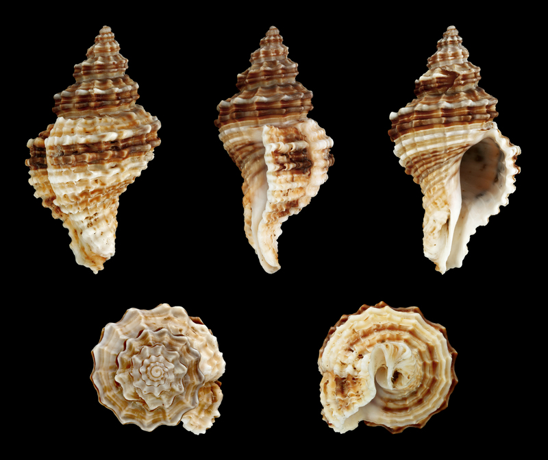 fimbriate false latiaxis (Lataxiena fimbriata); DISPLAY FULL IMAGE.