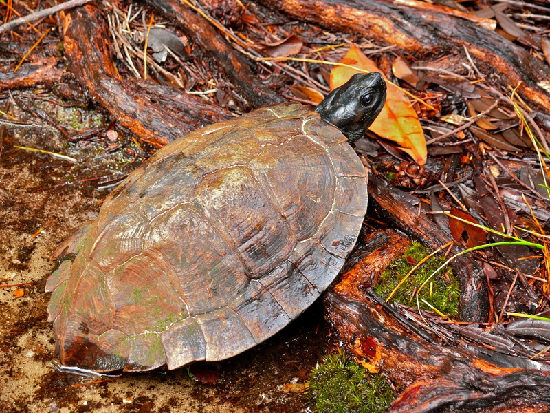 spiny turtle (Heosemys spinosa); DISPLAY FULL IMAGE.