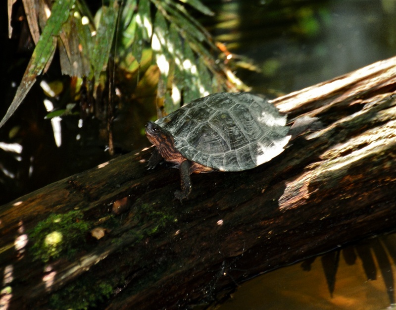 spiny turtle (Heosemys spinosa); DISPLAY FULL IMAGE.