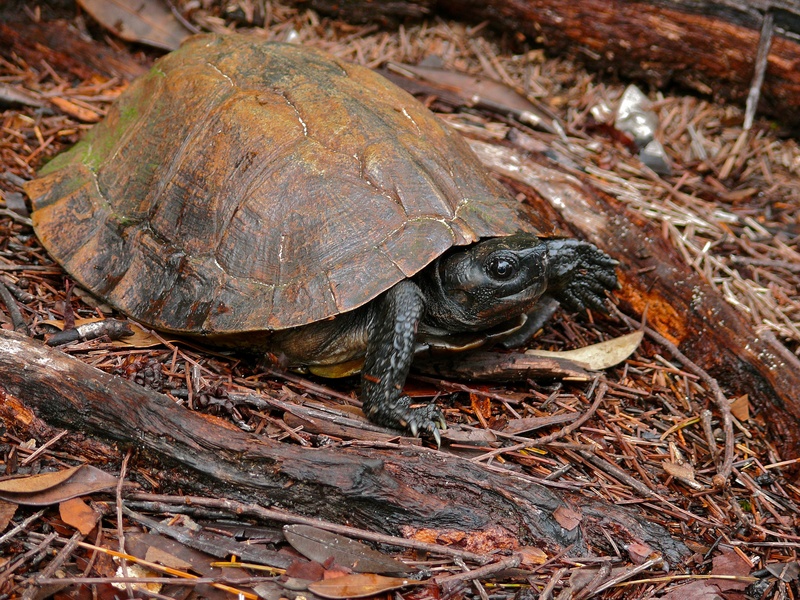 spiny turtle (Heosemys spinosa); DISPLAY FULL IMAGE.