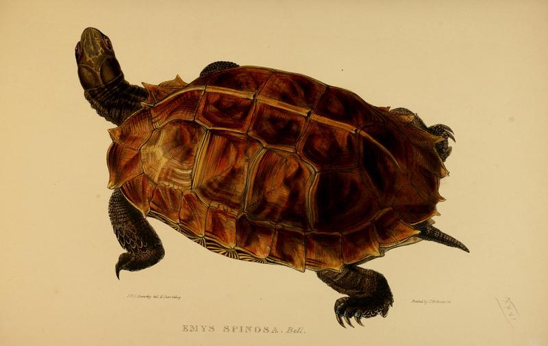 spiny turtle (Heosemys spinosa); DISPLAY FULL IMAGE.