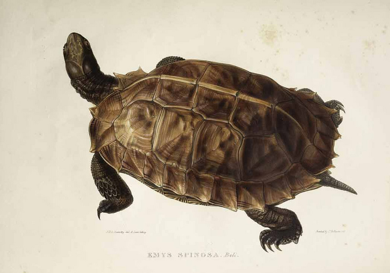 spiny turtle (Heosemys spinosa); DISPLAY FULL IMAGE.