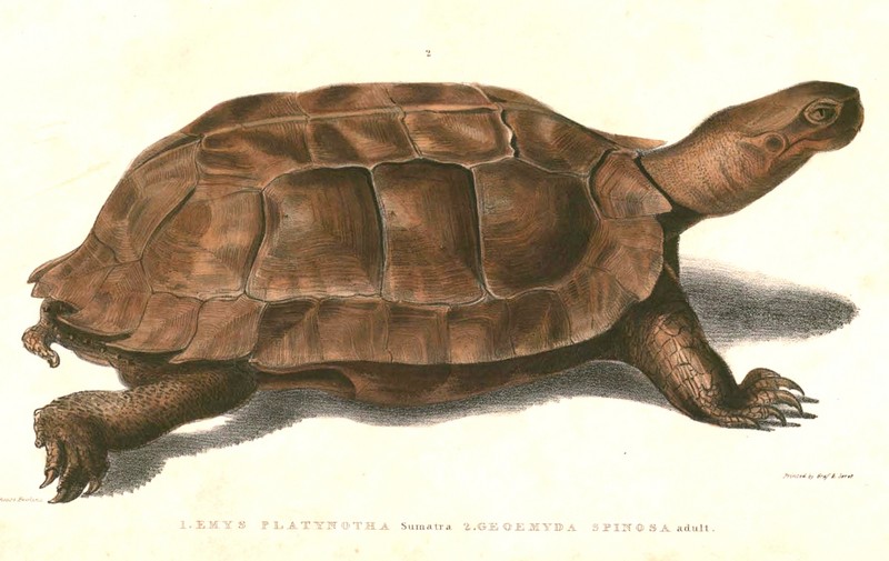 spiny turtle (Heosemys spinosa); DISPLAY FULL IMAGE.