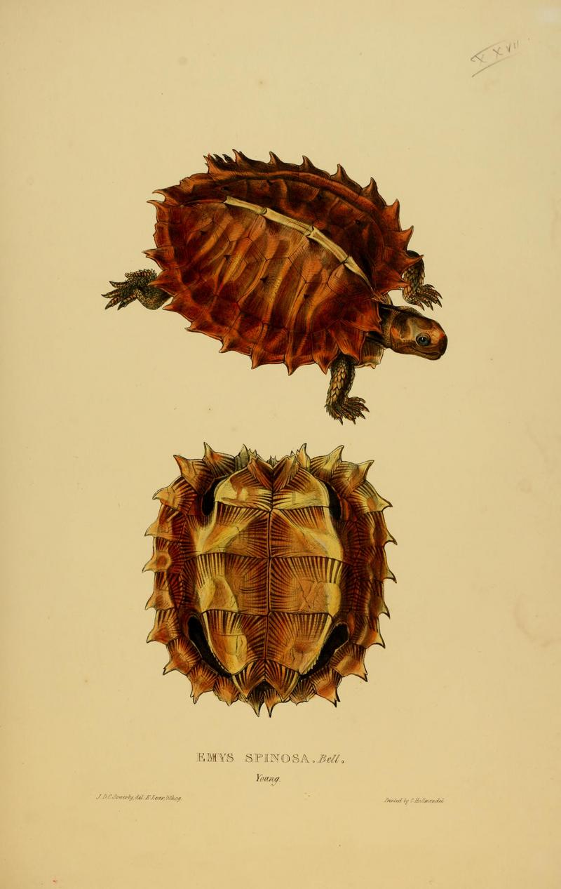 spiny turtle (Heosemys spinosa); DISPLAY FULL IMAGE.