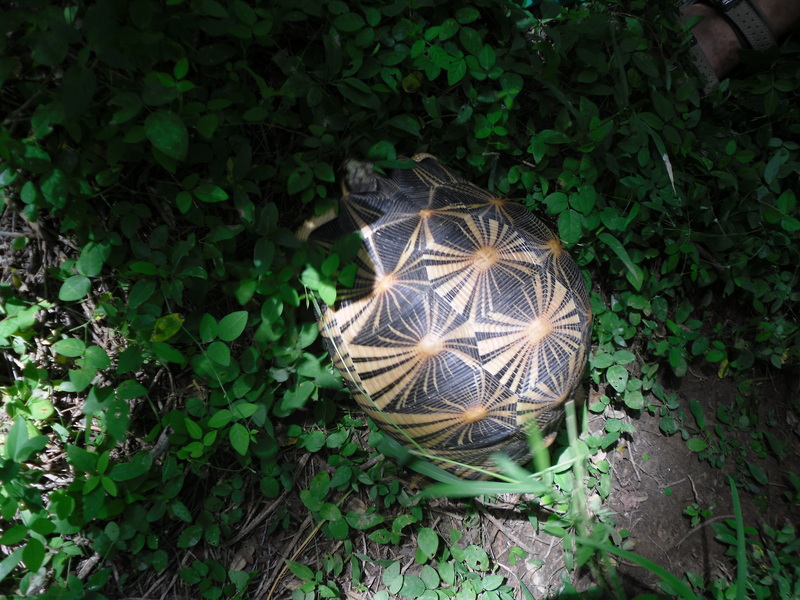 radiated tortoise (Astrochelys radiata); DISPLAY FULL IMAGE.