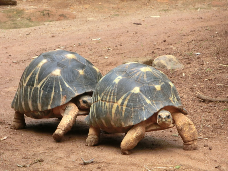 radiated tortoise (Astrochelys radiata); DISPLAY FULL IMAGE.