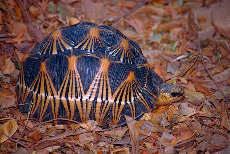 radiated tortoise (Astrochelys radiata); DISPLAY FULL IMAGE.