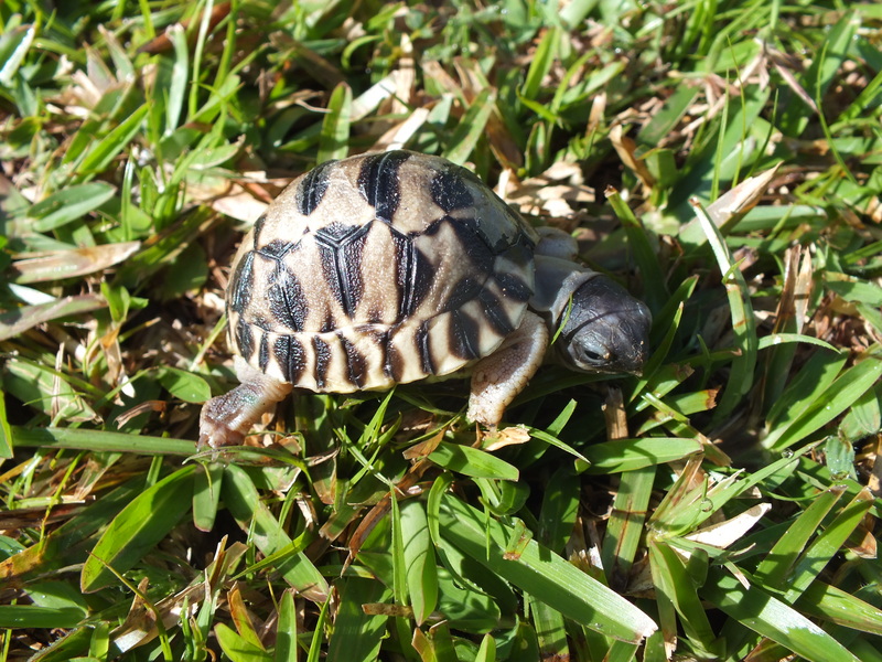 radiated tortoise (Astrochelys radiata); DISPLAY FULL IMAGE.