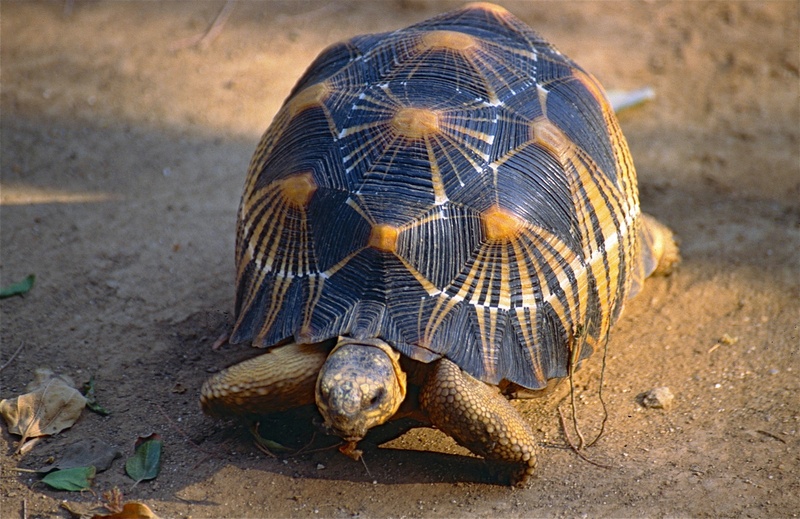 radiated tortoise (Astrochelys radiata); DISPLAY FULL IMAGE.