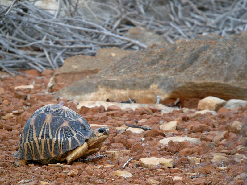 radiated tortoise (Astrochelys radiata); DISPLAY FULL IMAGE.