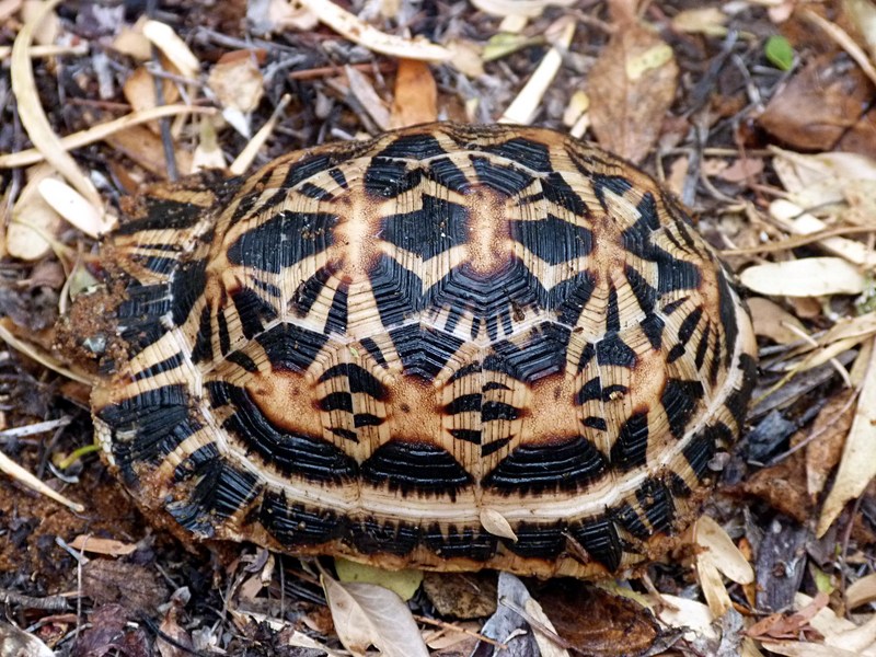 radiated tortoise (Astrochelys radiata); DISPLAY FULL IMAGE.
